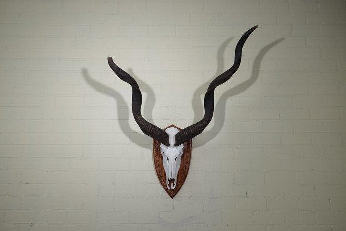 Greater Kudu Schedel - Tragelaphus strepsiceros - 50 cm -, Verzamelen, Dierenverzamelingen
