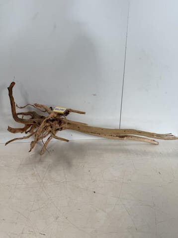 Boutique Stump Selected BS290 - 80x42x26cm (Natuurlijk hout), Ophalen of Verzenden, Nieuw, Plant(en), Steen of Hout