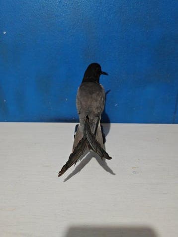 Mignattino Support de corps entier pour taxidermie -