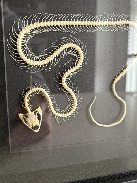 Slang Taxidermie volledige montage - Serpens skelet - 22 cm, Verzamelen, Dierenverzamelingen