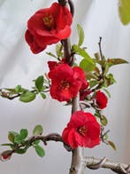 Chaenomeles superba red trail bonsaï dans un pot de bonsaï -