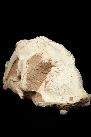 Chat à dents de sabre - Matrice fossile - Megantere skull -