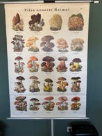 Les champignons de notre patrie - Dr. W. Bötticher,