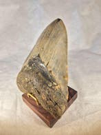 Large Megalodon tooth - Fossiele tand - Otodus Megalodon -, Verzamelen