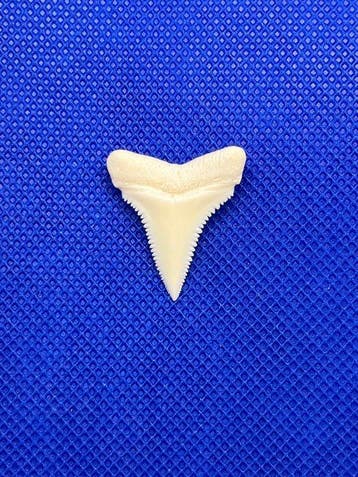 Witte haai Tand - Carcharodon carcharias - 28 mm - 23 mm - 3