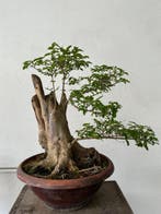 Japanese maple bonsai (Acer palmatum) - Hauteur (arbre) : 40