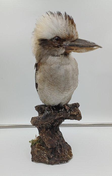 Lachende kookaburra - Taxidermie volledige montage - Dacelo, Verzamelen, Dierenverzamelingen