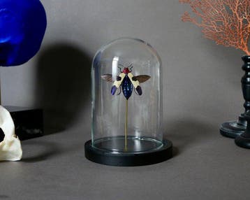 Kevel Taxidermie volledige montage - Chrysochroa buqueti -