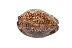 Super TOP GEM Giant  met gegevensblad Taxidermie, Verzamelen, Mineralen en Fossielen