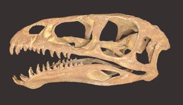 Fossiele schedel - Masiakasaurus knopfleri - Museum-Grade