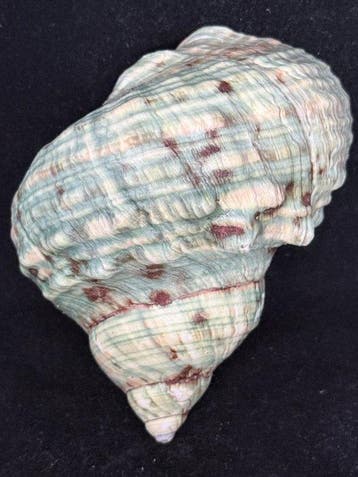 Escargot de mer Coquillage marin - S-406 TURBO CRASSUS (Sans