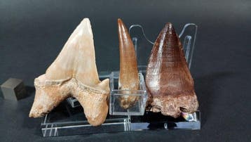 Requin, plésiosaure et mosasaure - Dents fossiles - Otodus