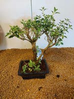 Sneeuwroos bonsai (Serissa foetida) - Hoogte (boom): 26 cm -