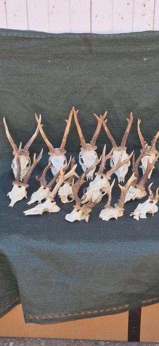 Ree Taxidermie wandmontage - Capreolus capreolus - lot de 14