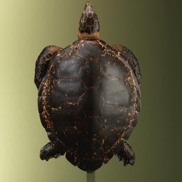 Karetschildpad Antiek Taxidermie Opgezette Dieren By Max, Ophalen of Verzenden, Nieuw, Wild dier, Opgezet dier
