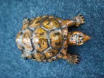 Figuur - turtle unique enamelded - Brons, Emaille