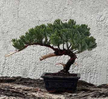 Jeneverbes bonsai (Juniperus) - Hoogte (boom): 18 cm -