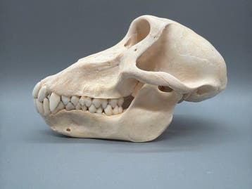 Singe Crâne de mammifère - Papio Ursinus - 10 cm - 10 cm -, Collections