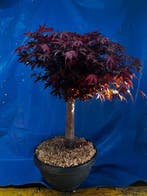 Drietand Esdoorn (Acer Buergerianum) - Hoogte (boom): 65 cm