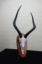 Large African Impala Schedel - Aepyceros melampus - 30 cm -, Nieuw