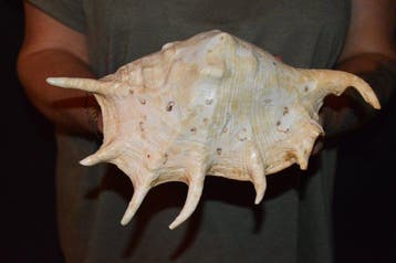 Escargot de mer Coquillage marin - S-389 LAMBIS TRUNCATA, Nieuw