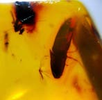 FOSSIEL-GEWELDIG!! Dominican amber - 90 ct- 18 g