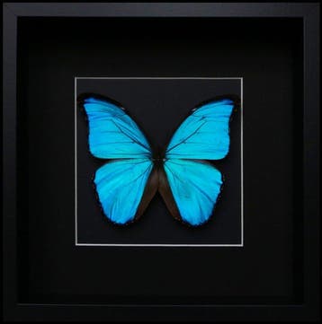Vlinder Taxidermie volledige montage - Morpho didius - 25 cm
