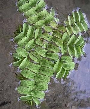 Salvinia Natans - aquarium drijfplant (Aquariumplanten), Ophalen of Verzenden, Plant(en), Steen of Hout