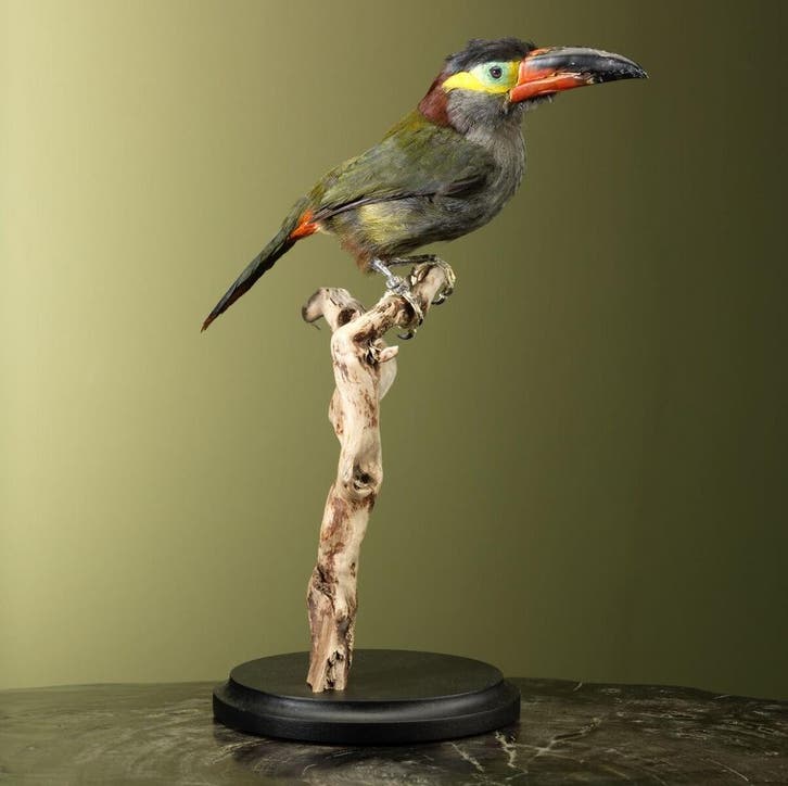 Guyanapepervreter Taxidermie Opgezette Dieren By Max, Collections, Collections Animaux, Enlèvement ou Envoi
