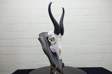 Springbok Schedel - Antidorcas marsupialis - 0 cm - 0 cm - 0, Nieuw