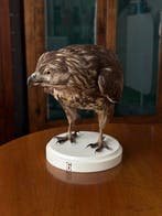 Buizerd Taxidermie volledige montage - Buteo buteo - with, Verzamelen, Nieuw