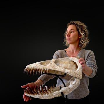 Plesiosaurus - Fossiele schedel - Zarafasaura oceanis - 48