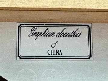 Papillon Support de corps entier pour taxidermie - Graphium