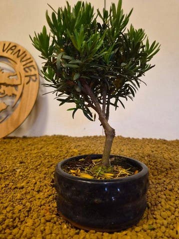 Boeddha-den bonsai (Podocarpus macrophyllus) - Hoogte