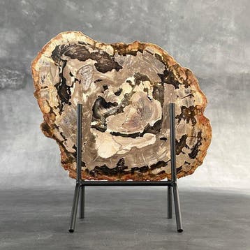 Prachtige plak versteend hout op een op maat gemaakte