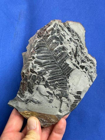 mooie Karboniferous plantenfossiel - Gefossiliseerde plant -