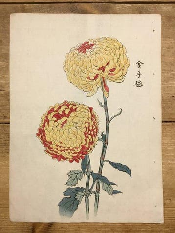 Kintemari chrysant (, gouden temari-bal) - Keika Hasegawa