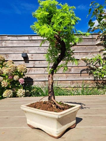 metasequoia bonsai in bonsaischaal - Hoogte (boom): 28 cm -