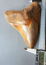 6 inch megalodon - Fossiele tand - 152 mm, Verzamelen