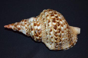 Zeeslak Zeeschelp - M-994 CHARONIA VARIEGATA, Nieuw