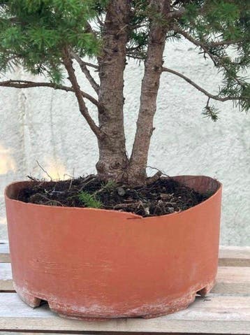 Den bonsai (Pinus) - Hoogte (boom): 77 cm - Diepte (boom):