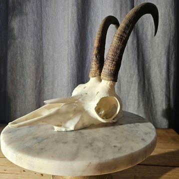 wild dier Schedel - Rupicapra rupicapra - 19 cm - 10 cm - 20