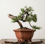 Bonsaï de genévrier Kishu Mame - Hauteur (arbre) : 10 cm -