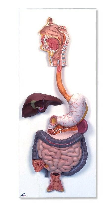 Anatomisch model spijsverterings stelsel ST-ATM 111, Divers, Matériel Infirmier, Envoi