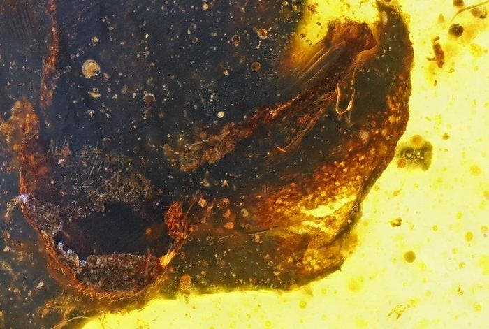 Birmese barnsteen - bloem - angiospermen - Zygadelphus, Verzamelen, Mineralen en Fossielen