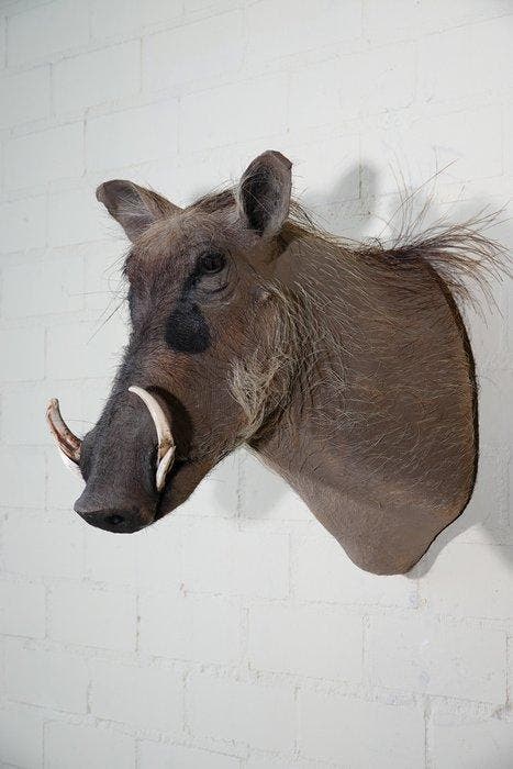 Large African Warthog Schedel - Phacochoerus africanus - 45, Verzamelen, Dierenverzamelingen