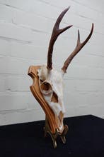 White-tailed Deer Schedel - Odocoileus virginianus - 27 cm -, Verzamelen, Dierenverzamelingen, Nieuw