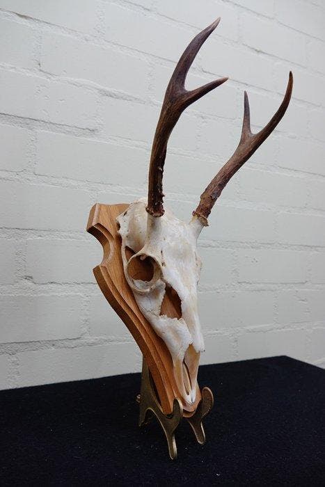 White-tailed Deer Schedel - Odocoileus virginianus - 27 cm -, Verzamelen, Dierenverzamelingen