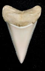 Witte haai Taxidermie volledige montage - Carcharodon, Nieuw