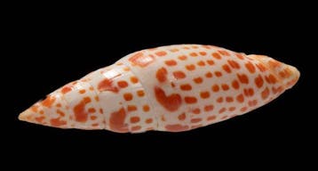 prachtige bisschopsmitra - Sammlerschnecke  Skelet - Mitra, Nieuw